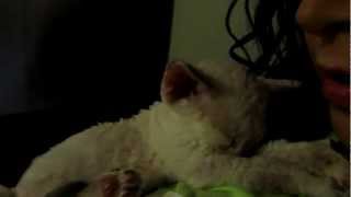 Devon Rex Kitten,  just 5 weeks old! by Rhonda 231 views 12 years ago 19 seconds