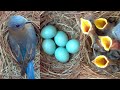 A fascinating look at baby bluebirds timelapse with live nest box cam