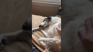 live laugh love, part 2 #dogsofyoutube #silkenwindhound #borzoi #petshorts #voiceover #dog #funny