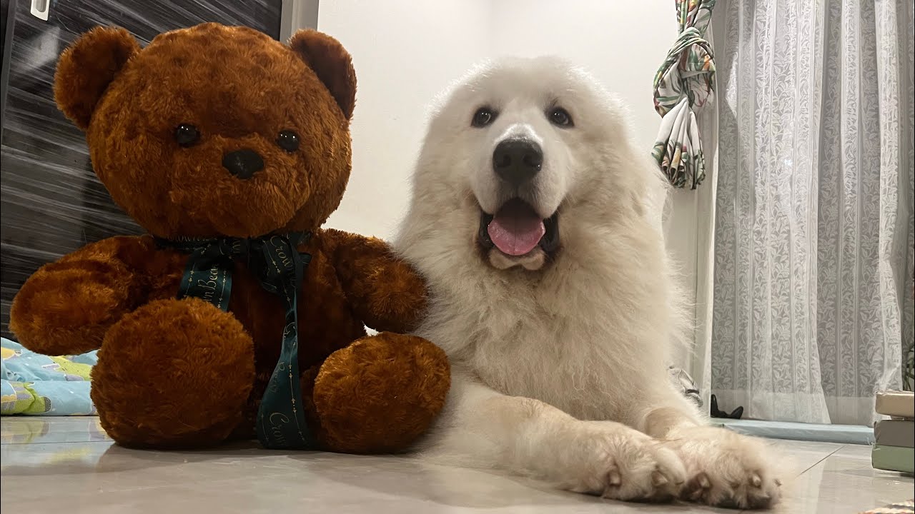 ボール遊びで疲れ果てたトゥブ🐻 ️🐻 ️ YouTube