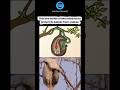 The Bird That Tricks Snakes With a Fake Door
