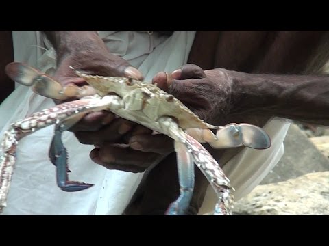 Crab cleaning and cooking in nature stove at nature place /crab dry gravy / Village food factory