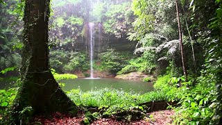 Naturaleza hermosa |Landscapes| bosque forestal