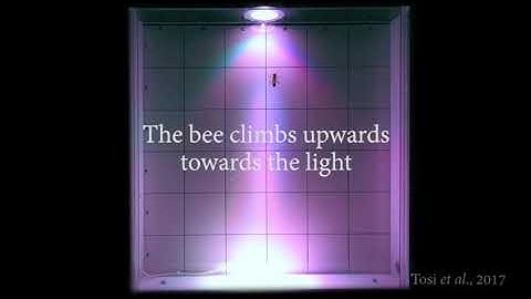 Testing honey bee locomotion and phototaxis