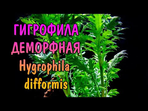 Video: Hygrophila - Tropska Trava