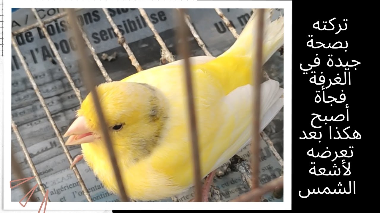 الصدمة العصبية عند الكناري