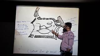 Nose 04 (Paranasal Sinuses) | Parts | Relations | Applied Anatomy