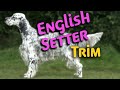 TRIMMING a SILKY-DROP COATED DOG full demo