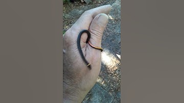 Ringneck Snake In The Hand #Shorts
