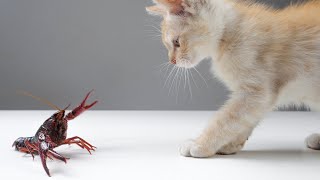 When The little Kitten Encountered a Dangerous Little Lobster