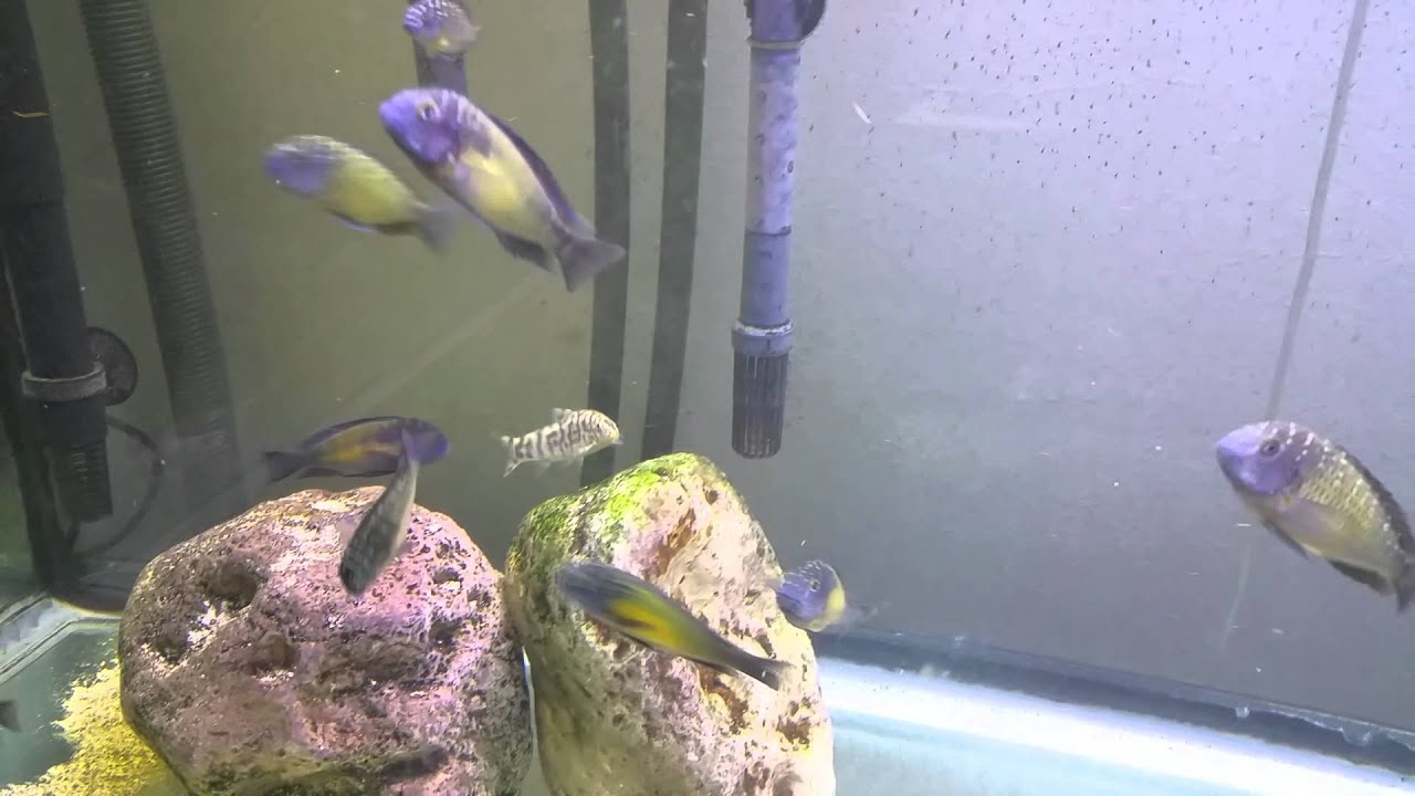 Mpulungu Tropheus "Moops"