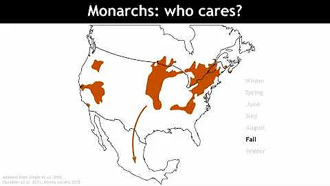 Are GM Crops to Blame for Recent Population Declines in Monarch Butterflies?