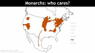 Are GM Crops to Blame for Recent Population Declines in Monarch Butterflies?