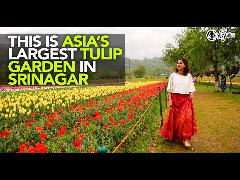 Glued Indira Gandhi Memorial Tulip Garden in Srinagar Is Asia's Largest Tulip Garden | Curly Tales
