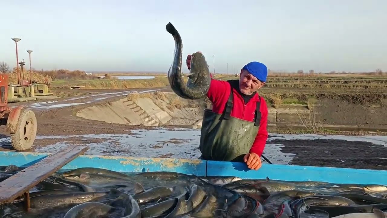 STA MUCI SRPSKE RIBNJAKE ? UVOZ OBARA CENU - A POSAO SVE TEZI -  DOMACA RIBA NA IVICI -RIBNJAK BECEJ