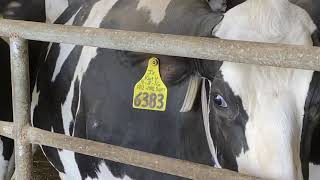 Молочно-тов. ферма в США, штате Висконсин, пример содержания дойного стада