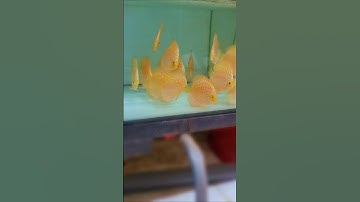 cá đĩa bồ câu vàng #aquarium #cacanh #cadiadep #cáđĩa #cadia #aqua