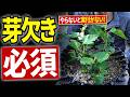 イチジクはコレやらないと実がつきません｜芽かきの重要性