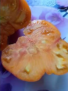 томат конфеты Вирджинии - YouTube