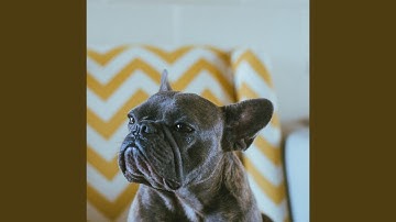Remarkable Backdrops for Resting Dogs