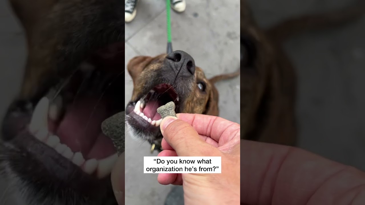 Is your Instagram just your dog?