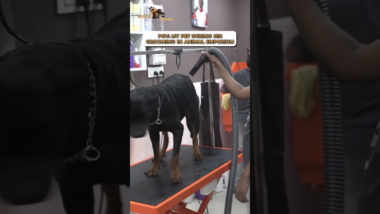 Because every pet deserves to look, feel, and smell their best 🐾✨🛁🐶🐱