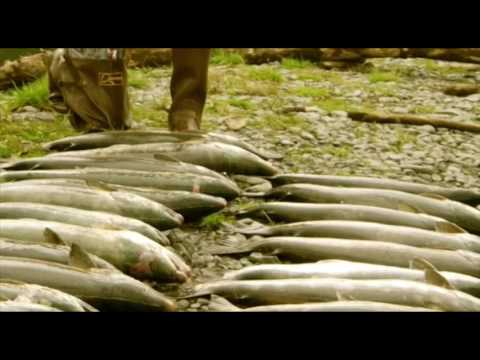 Nikora Docymentary - ნიკორას ნიკორას შიდა წარმოება  2005