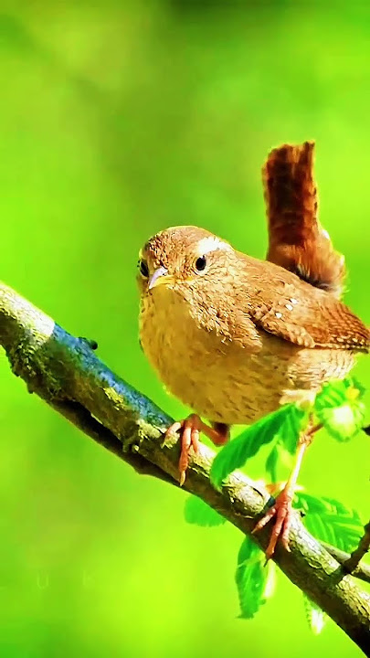 Kicau Burung Merdu  #birds #birdsounds #kicaumerdu