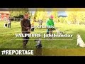 Reportage | Valpkurs jakthundar | JAKTBITEN.COM