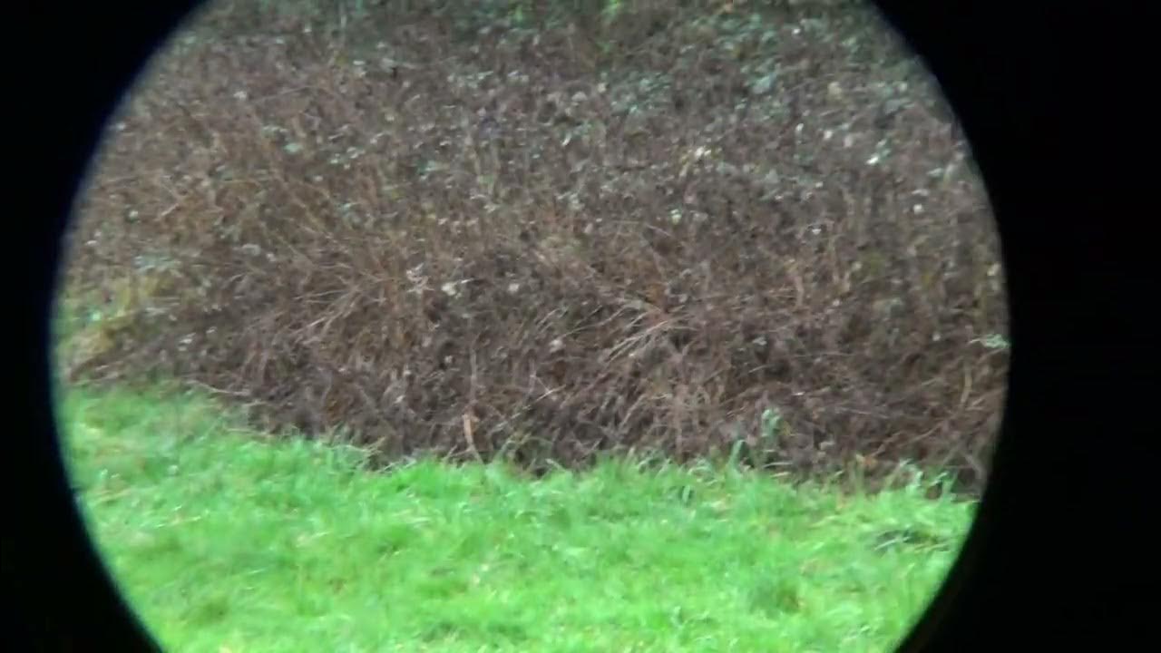 Test SV202 Svbony 8x42 - YouTube