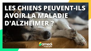 Les chiens peuvent-ils avoir la maladie d'Alzheimer ? - Samedi à tout prix by Samedi à tout prix 1,795 views 2 years ago 4 minutes, 48 seconds