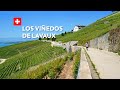 🇨🇭🏘️ Lavaux - los viñedos más grandes de Suiza