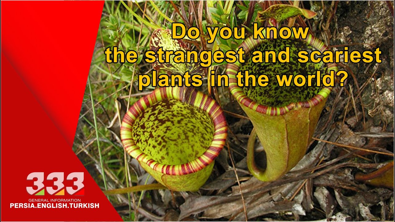 Do you know the strangest and scariest plants in the world ?! - YouTube