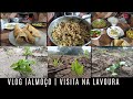 DIA DE VISITAR A LAVOURA | COLHENDO FEIJÃO MADURO | FIZ UM ALMOÇO DELICIOSO* chuva 🌧️🙏