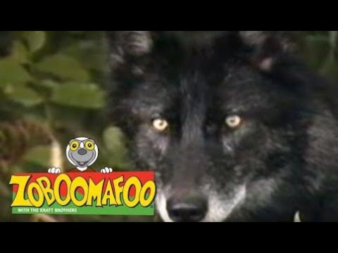 zoboomafoo on wikinow news videos facts