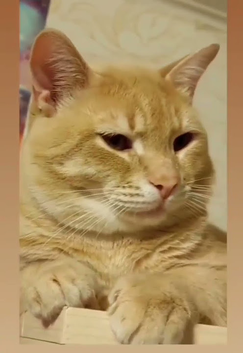 Котик 😻 - YouTube