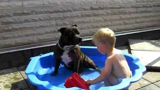 Staffbull Chico & Darian Beim Planschen