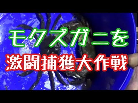 激闘 Chill的モクズガニの捕り方 Youtube