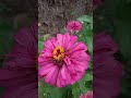 #oru roja thottam# tamil song#whatsapp status#