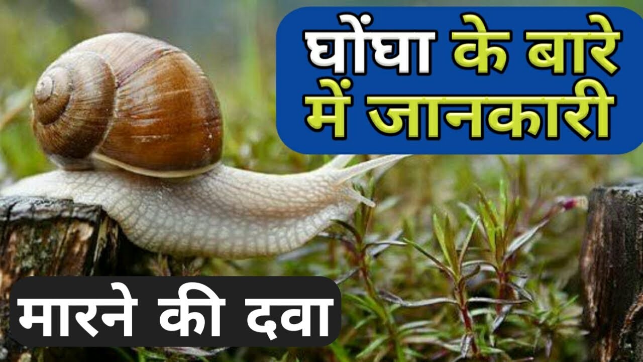 घोंघा की पूरी जानकारी मारने की दवा Ghongha Kya Hota Hai, Kheti Snail