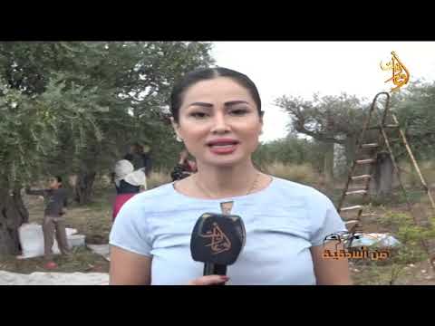 من اللاذقية موسم قطاف الزيتون في قرية عين البيضة في اللاذقية