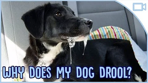 Why Does My Dog Drool So Much? - DayDayNews