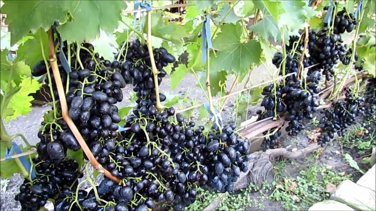 30.09.2025.  Виноград НАДЕЖДА АЗОС в г.  Липецке.