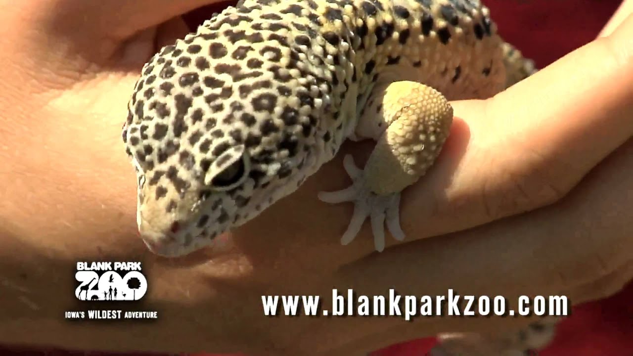 Leopard Gecko Youtube