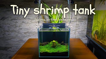 2-gallon shrimp tank (New tank set up)
