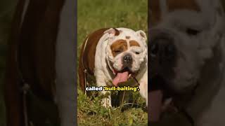 Giant Bulldog Facts  #dog #loveyourdog #dogshorts