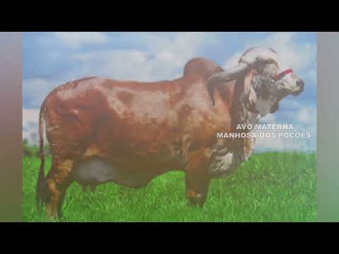 LOTE 04   KRISKA FIV DO LINO GLML 635