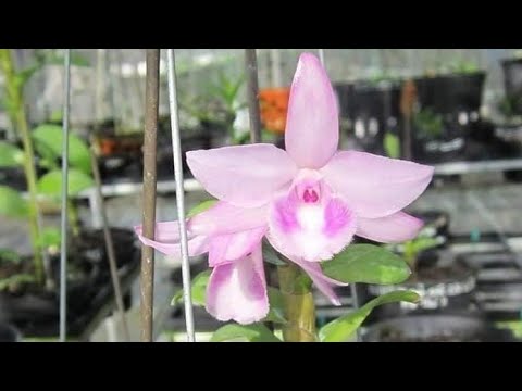 Video THẦY GIÁO LÀNG (25/4) HỒNG HỔ PHÁCH, 5CT CHƠN THÀNH... - youtube