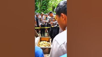 penemuan harta karun emas peninggalan kerajaan #segelpenemuanemas #emas #shorts