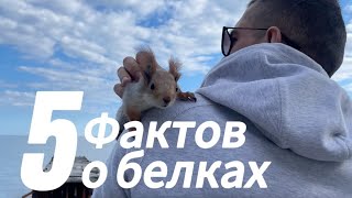 5 фактов о белках  гуляем с Чипом и рассказываем! #video